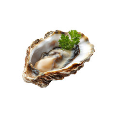Fresh Oyster on the Half Shell with Parsley Garnish