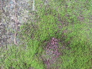Green moss growing on a damp wall, creating a natural texture with rich color and organic surface...