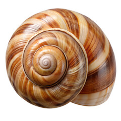 High-Resolution Spiral Snail Shell PNG – Realistic Natural Seashell Isolated on Transparent Background