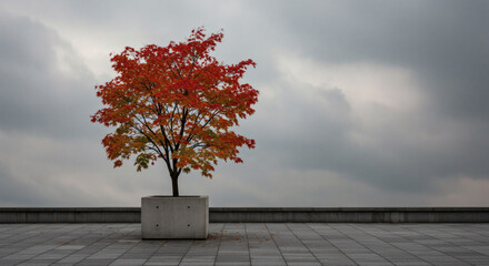 Autumn tree with red leaves in concrete planter against gray sky  