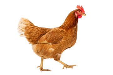 Majestic Brown Hen A Stunning Photograph of a Domestic Fowl
