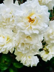 blooming white roses