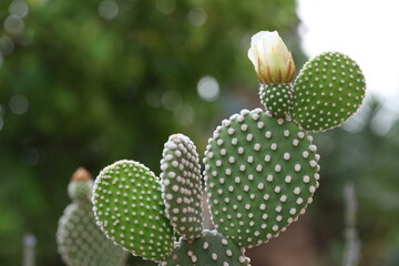 yellow cactus flower in the garden