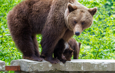 Young bears on the Transfagarasan Road in Romania