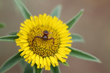 a crab spider on Pallenis spinosa (spiny starwort)
