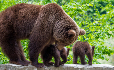 Bear family in Romania, on the Transfagarasan Highway.