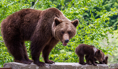 Young bears on the Transfagarasan Road in Romania