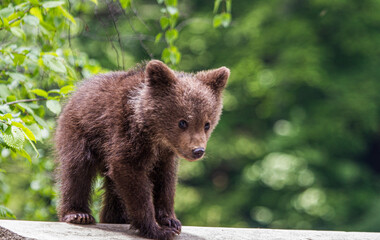 Young bears on the Transfagarasan Road in Romania