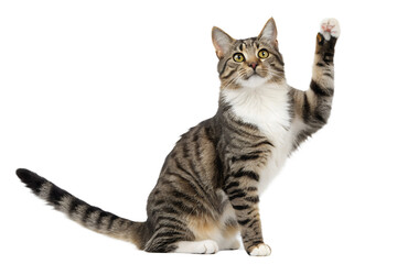 Obraz premium Adorable Tabby Cat Raising Paw High-Quality Pet Photo