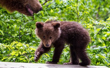Young bears on the Transfagarasan Road in Romania