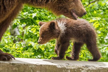Obraz premium Wild young bears in Romania