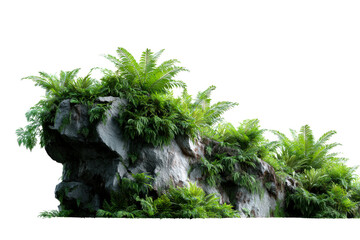 Rock formation covered with lush ferns in a natural setting
