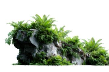 Rock formation covered with lush ferns in a natural setting