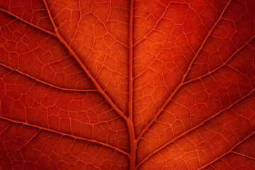 Macro close-up of vibrant red autumn leaf showing intricate vein patterns and natural textures in fall foliage