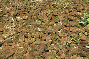 Old weathered bricks scattered on the ground with green moss and small plants growing between them,...