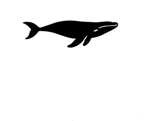 Obraz premium whale vector illustration