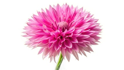 Pink Cornflower Close-up Panoramic Puzzle - Stunning Purple-Pink Flower Photography