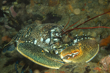 Unterwaserfoto eines Hummers im Mittelmeer. Spanien, Costa Brava, Homarus gammarus