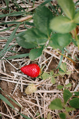 Ripe sweet strawberry in the summer garden close up