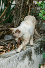 Close-up of a black and white cat. Standing on a concrete ground, creating a strong and captivating animal portrait.

