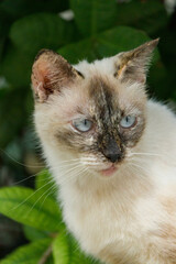 Close-up of a black and white cat. Standing on a concrete ground, creating a strong and captivating animal portrait.
