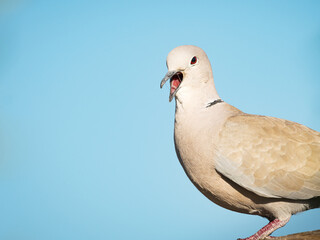 Close-up of pigeon perching outdoors