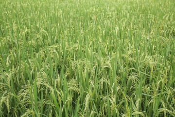Close-up view of a lush green paddy field with ripening rice plants, showcasing agricultural growth and rural farming landscape.