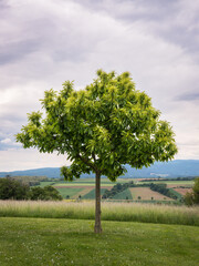young chestnut tree in Burgenland