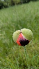 Captivating close-up of a poppy bud just before blooming, revealing hints of its vibrant red and...