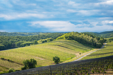 Austria, Burgenland, Oberpullendorf District, near Neckenmarkt, vineyards