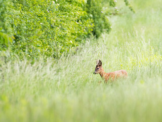 roe deer buck in high grass