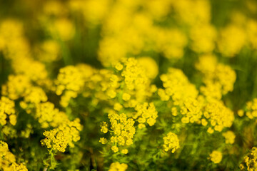 landscape with a blooming rapeseed field