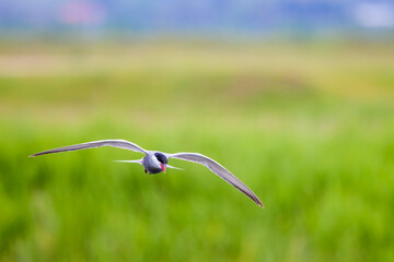 (Sterna hirundo), in flight over a lake near the nest