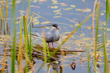 (Sterna hirundo) standing on a nest on a lake during the nesting season.