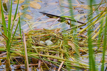 a nest with eggs of (Sterna hirundo) on the lake
