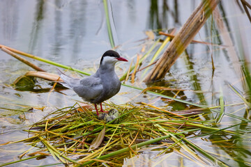 (Sterna hirundo) standing on a nest on a lake during the nesting season.