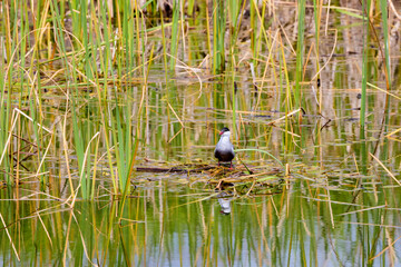 (Sterna hirundo) standing on a nest on a lake during the nesting season.