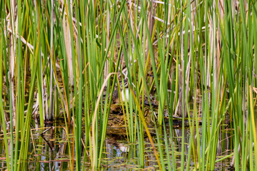 (Podiceps cristatus), seen among the reeds while sitting on the nest