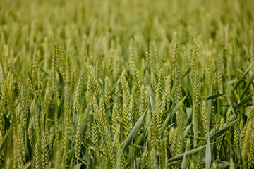 landscape with green wheat ears in an agricultural field