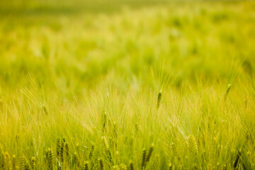 landscape with green oat ears in an agricultural field