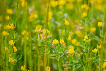 a beautiful wildflower with a blurred background