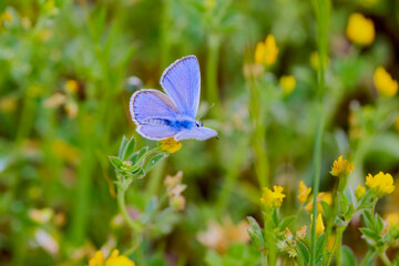 a beautiful blue butterfly on a plant