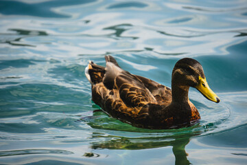 duck swimming in the water of lake in summer