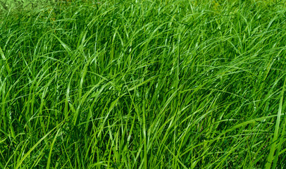 Green tall grass texture background