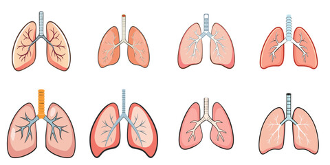 Vector illustration of multiple lungs, outline
