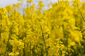 Obraz premium Lush Canola Field in Full Bloom on a Sunny Spring Day