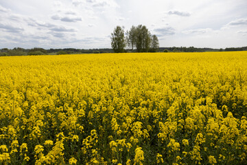 Obraz premium Yellow Rapeseed Field in Bloom with Trees and Blue Sky