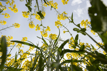 Low Angle View of Vibrant Yellow Flowers Against a Cloudy Sky