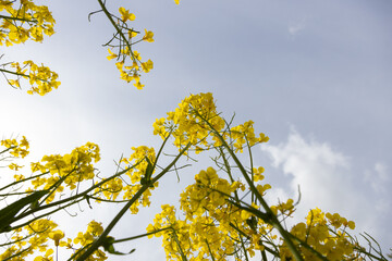 View from Below of Vibrant Yellow Flowers Against a Blue Sky
