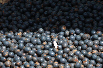 season fruit in Luang Prabang, Laos